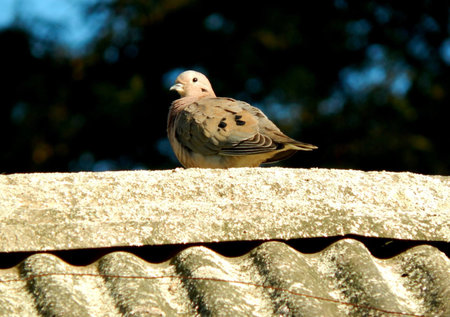 Small gray pigeon perched on the top of the roof of tajasの写真素材