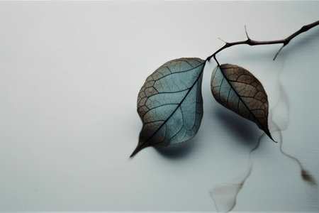 leaves Dry on a white background. minimalistic style.の素材