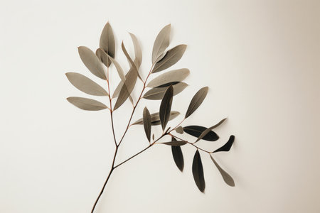 Eucalyptus branch on white background. Flat lay, top view.の素材