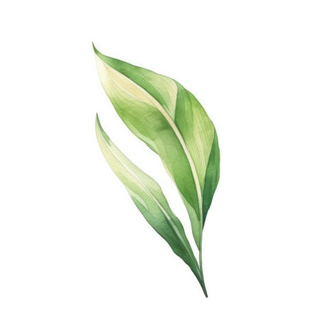 Watercolor green leaves isolated on white background. Hand drawn illustration.の素材