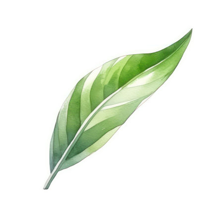 Watercolor green leaf isolated on white background. Hand drawn illustration.の素材