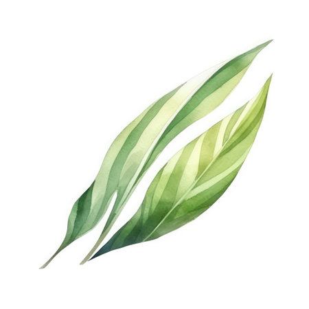 Watercolor green leaves isolated on white background. Hand drawn illustration.の素材