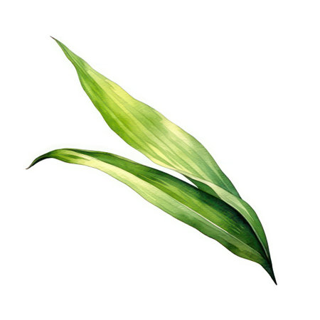 Watercolor green leaves isolated on white background. Hand drawn illustration.の素材