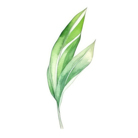 Watercolor green leaf. Isolated on white background. Hand drawn illustration.の素材