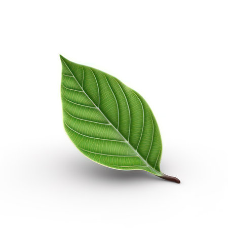 Green leaf isolated on white background. Vector illustration. Eps 10.の素材