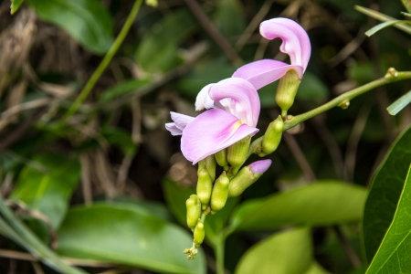 Canavalia rosea on the sea in thailandの写真素材