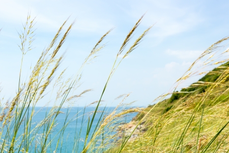 grass on Laem Ya Pier at Kao Laem Ya-Moo Koh Samed National Park ,Thailand.の写真素材