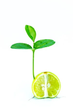 Close up photo of small lemon tree isolated against white background.の写真素材