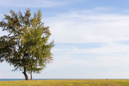 A single Casuarina tree stands on the edge of the Seaの写真素材