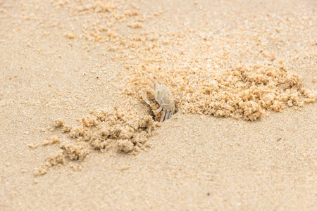 A lonely Fiddler crab defending its terittoryの写真素材