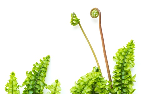 delicate light green fern leaves on white backgroundの写真素材