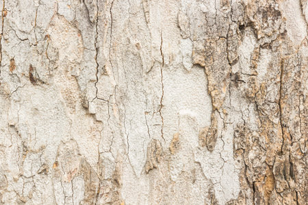 Image of wood pattern abstract の写真素材