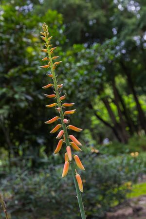 Red Aloe flower in gardenの写真素材
