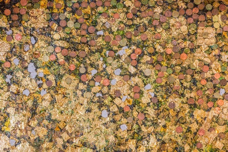 Gold leaf with coins texture background の写真素材