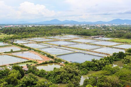 The Shrimp farming in thailandの写真素材