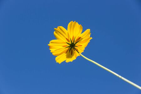 Yellow Cosmos flower and skyの写真素材