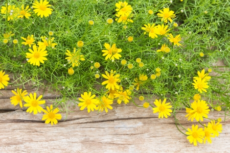first spring flowers on wooden backgroundの写真素材