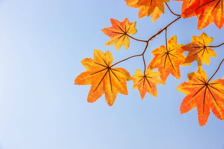 Autumn maple leaves background blue skyの写真素材