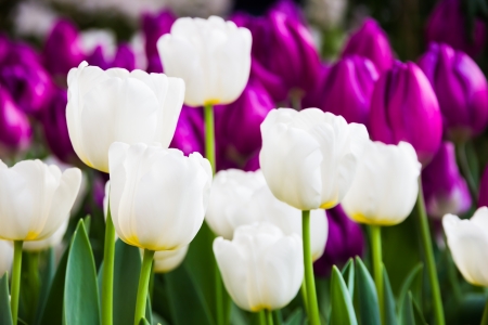 white tulips with purple tulips backgroundの写真素材
