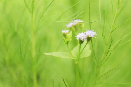 Beauty natural backgrounds in gardenの写真素材