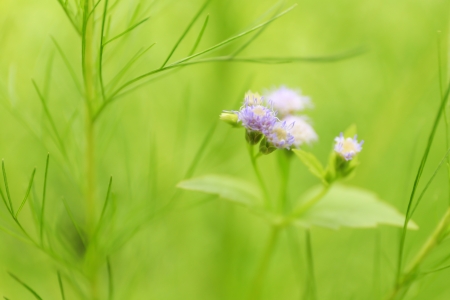 Beauty natural backgrounds in gardenの写真素材