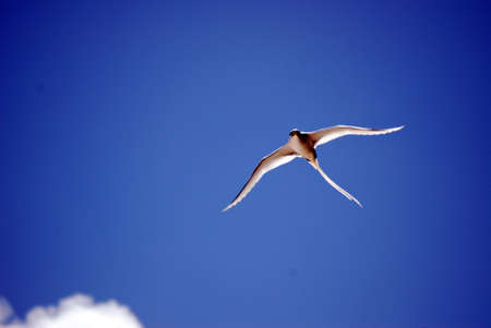 flying birdの写真素材