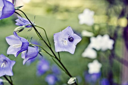 bell flower の写真素材