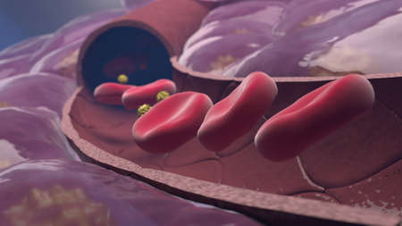 Section of a blood vessel through which red blood cells and other cells of the human body circulateの写真素材
