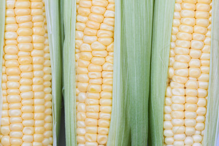 fresh corn vegetable with green leaves closeup の写真素材