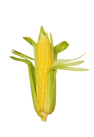 corn isolated on white background の写真素材