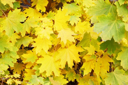 Beautiful autumn leaves as a backgroundの写真素材