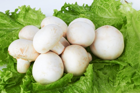 Champignon mushroom on white background の写真素材