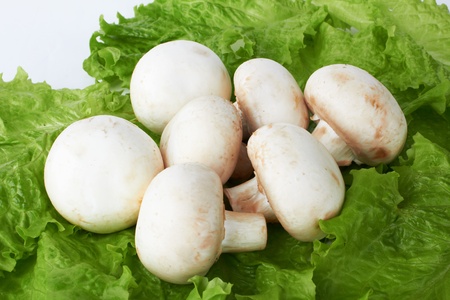 Champignon mushroom on white background の写真素材