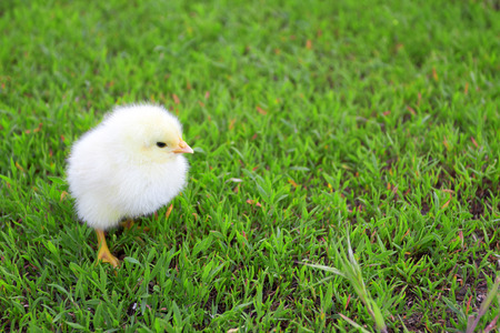 beautiful little chicken on green grass in gardenの写真素材