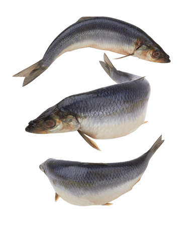 Herring fish isolated on a white backgroundの写真素材