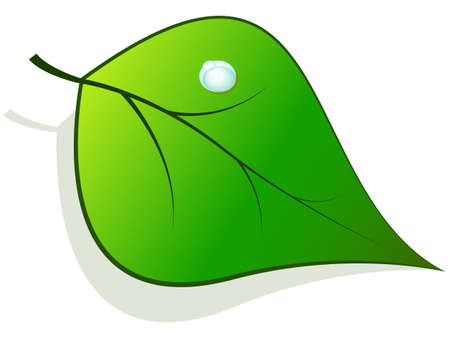 green leaf with drops of dewのイラスト素材