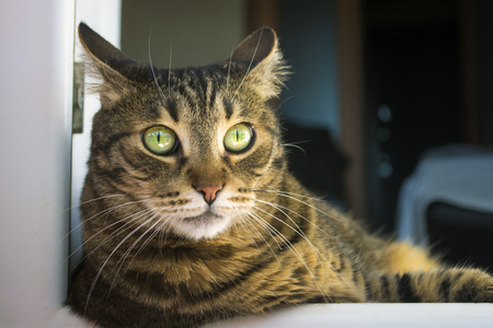 scared tabby cat, leaning out of the windowの写真素材