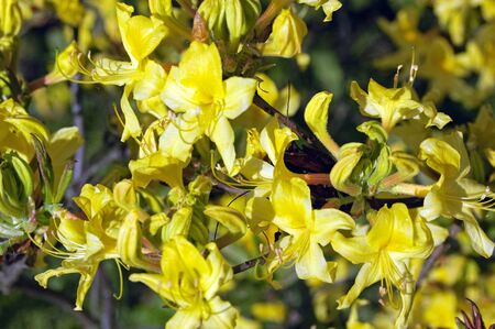 Photo of blooming azalea flower.の写真素材
