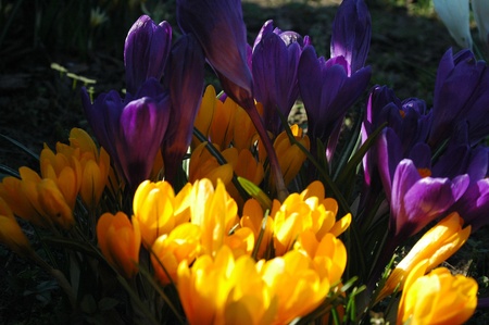Photo of blooming crocusesの写真素材