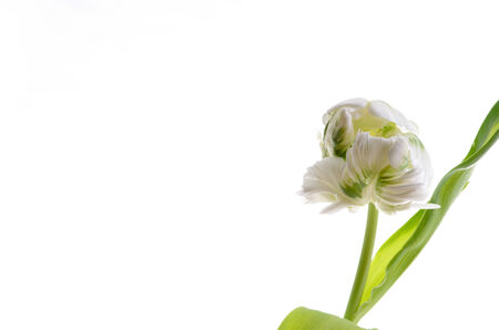  tulip on a white backgroundの写真素材