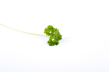 picture of parsley on a white background