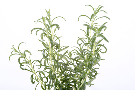 image herb rosemary on white backgroundの写真素材