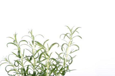 image herb rosemary on white backgroundの写真素材