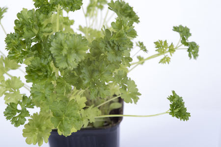 picture of parsley on a white backgroundの写真素材