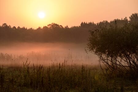photo showing meadow on the Biebrzaの写真素材