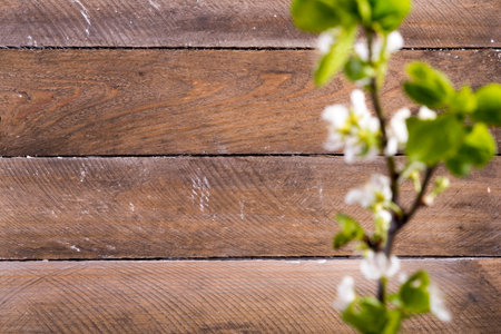 photo of the wooden background with white flowers blooming