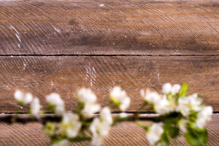 photo of the wooden background with white flowers bloomingの写真素材