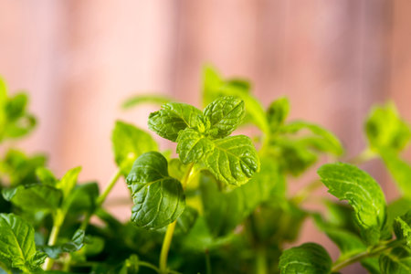 Image of fresh mint in drops of dew