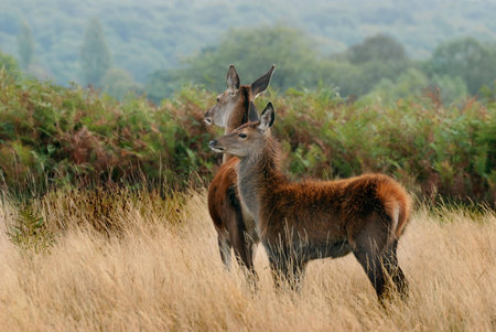 Deer