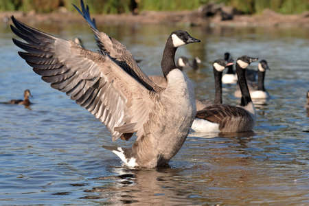 Canadian Goose in nature parkの写真素材